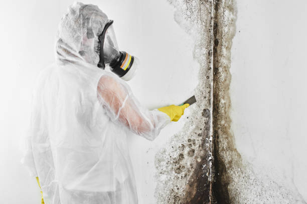 Professional Mold Removal in Vermillion, SD