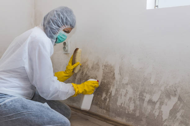 Best Mold Damage Repair  in Vermillion, SD