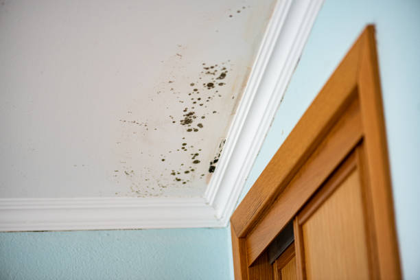 Best Emergency Mold Removal  in Vermillion, SD