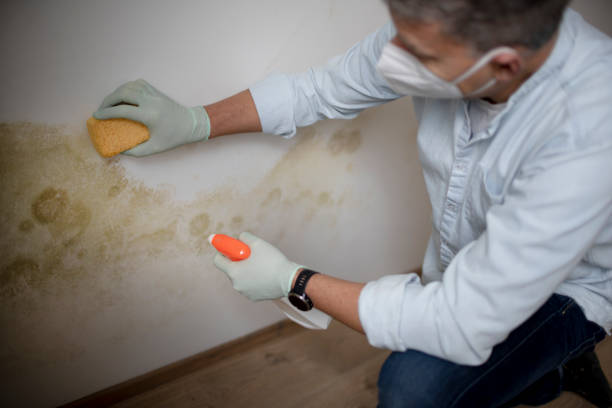 Best Mold Damage Repair  in Vermillion, SD