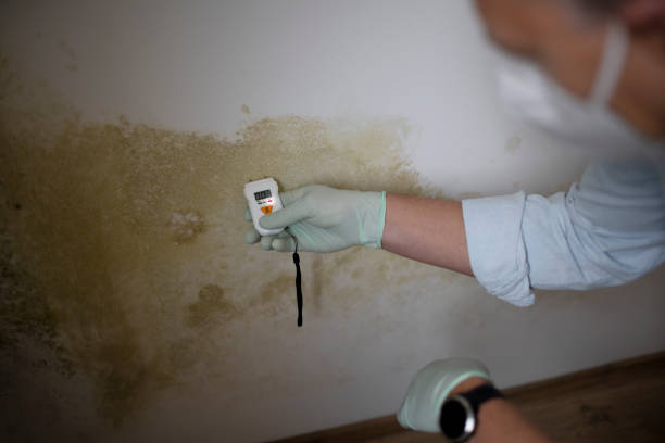 Mold Removal Process in Vermillion, SD