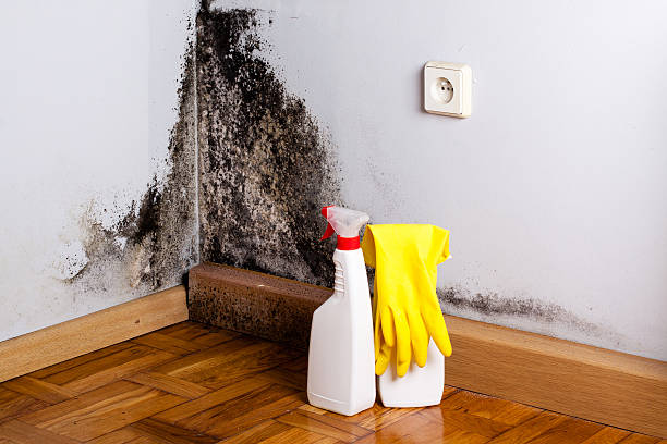 Best Fast Mold Removal  in Vermillion, SD